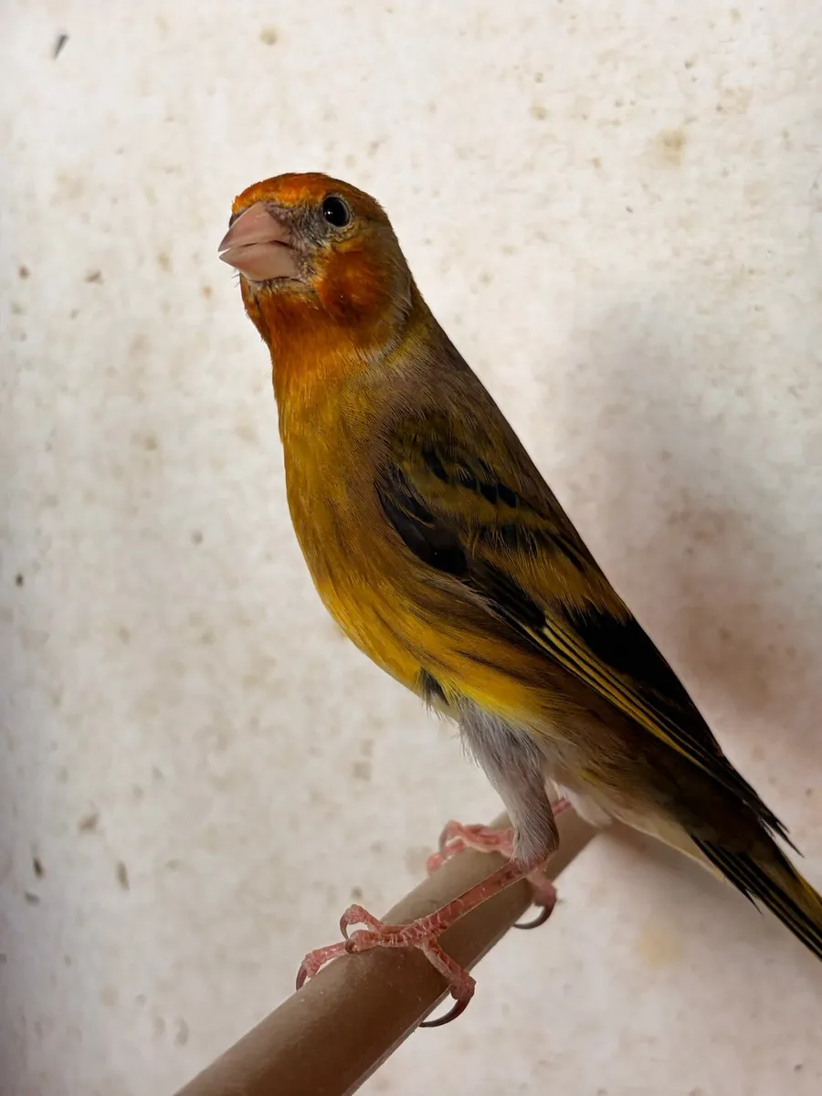 Mule Canary’s - Image 4