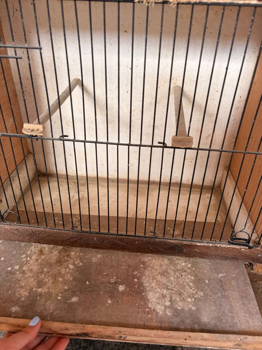 Mule Canary’s - Image 2