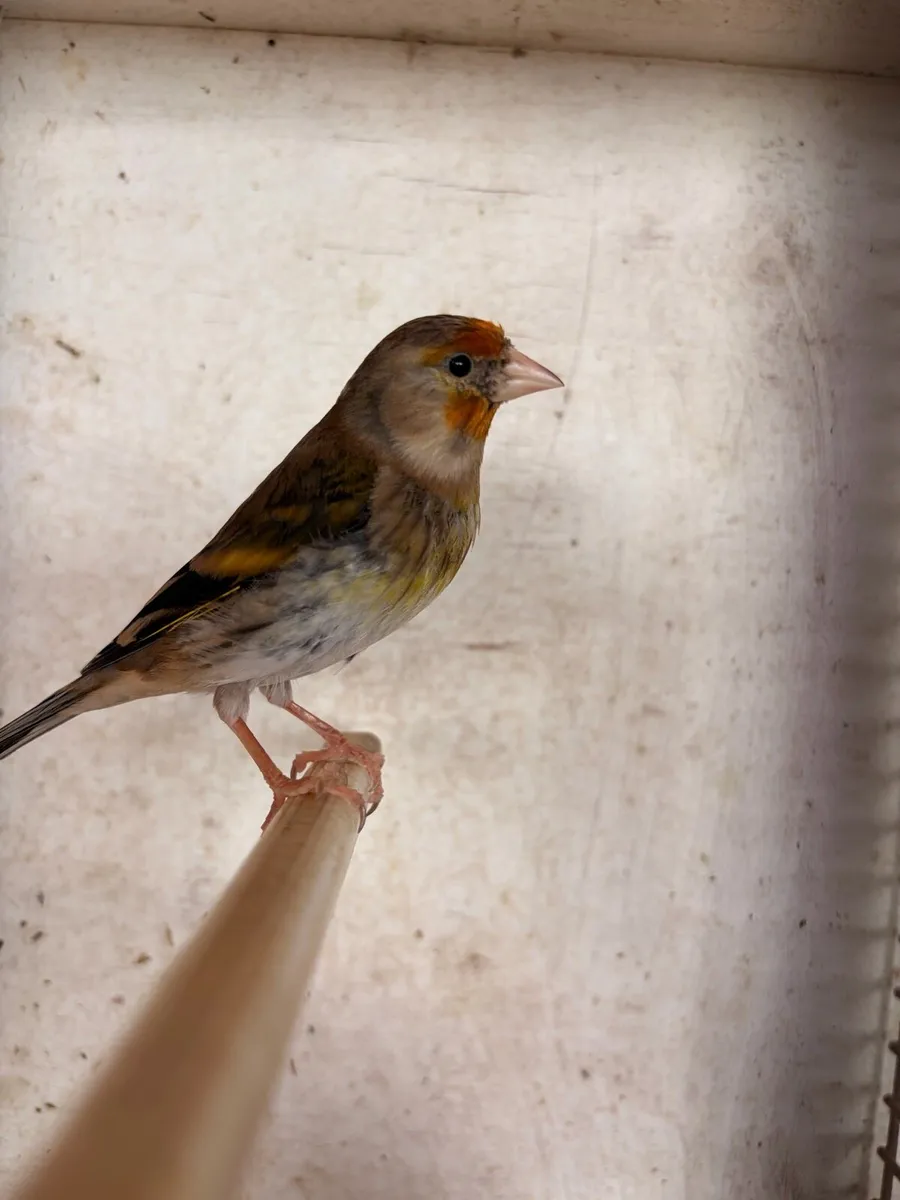 Mule Canary’s - Image 3