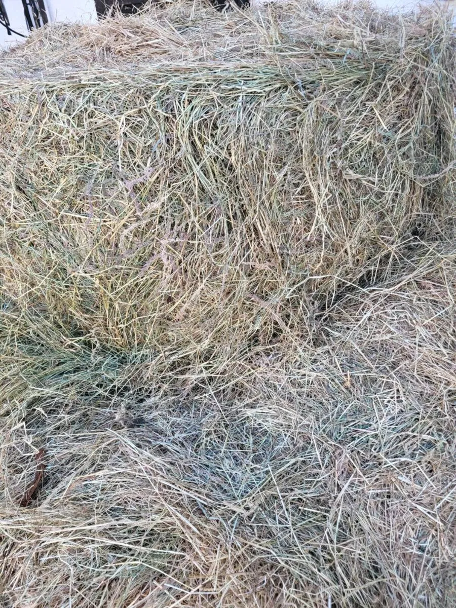 Hay