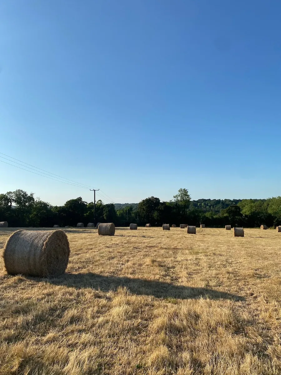 Hay Bales For Sale - Image 2