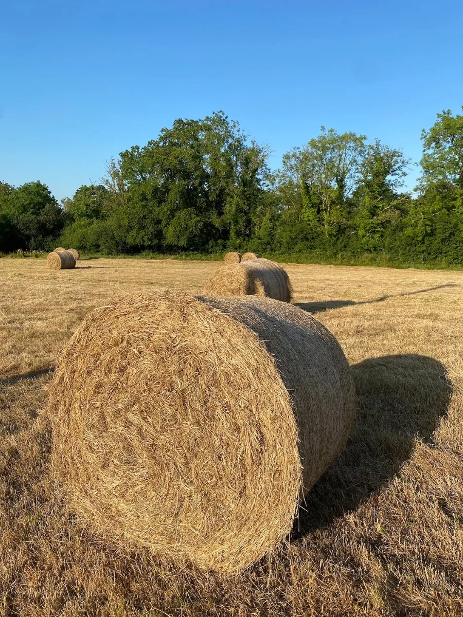 Hay Bales For Sale - Image 3