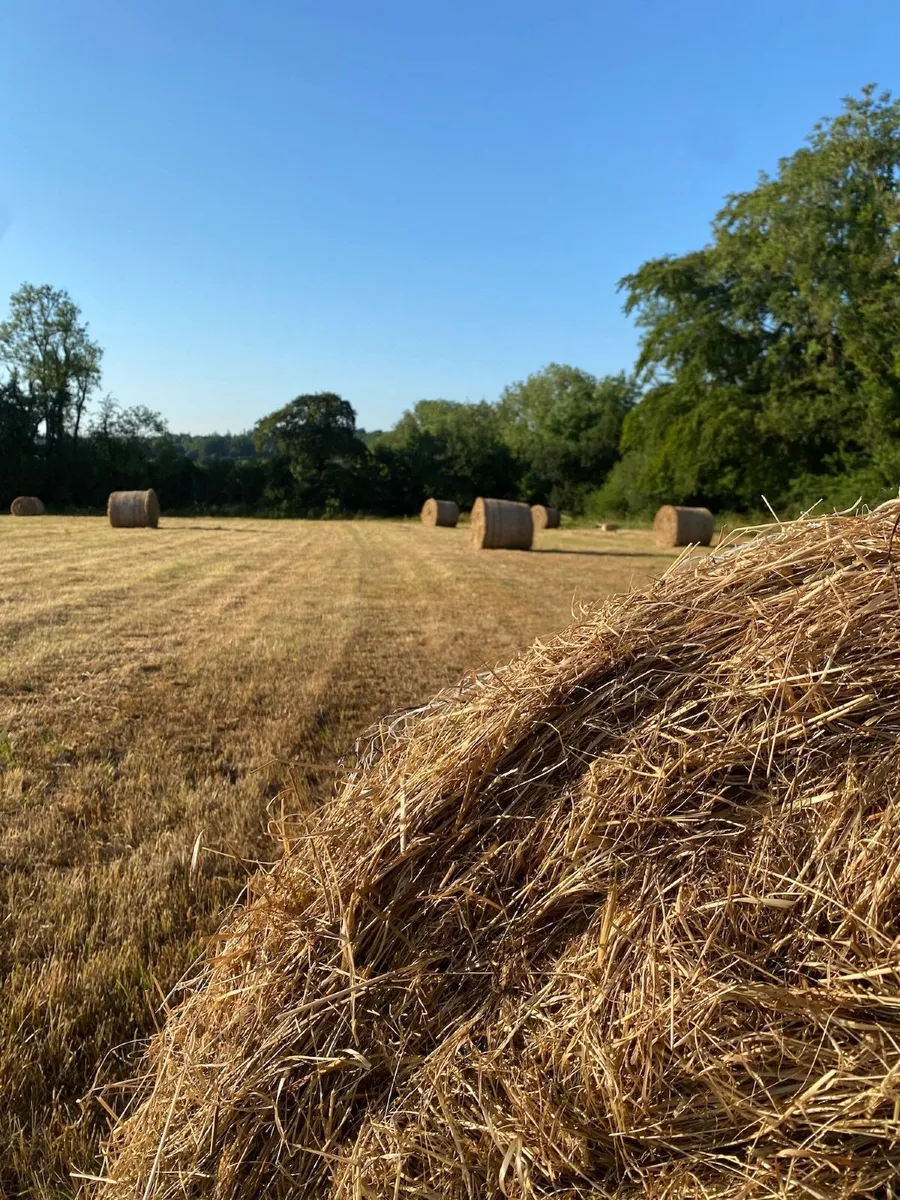 Hay Bales For Sale - Image 1