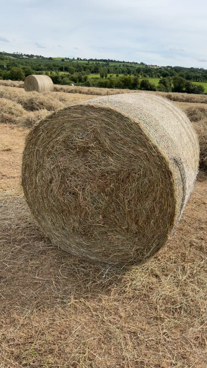 Hay For Sale - Image 2