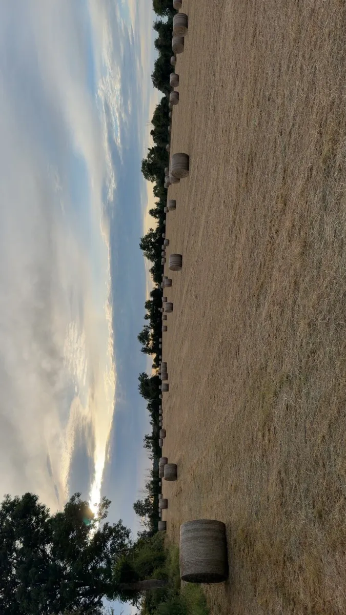 Hay For Sale - Image 3