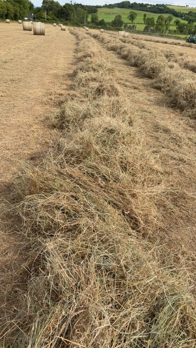Hay For Sale - Image 4