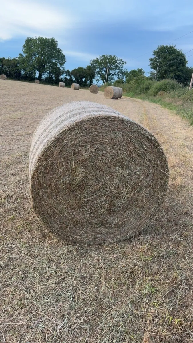 Hay For Sale - Image 1