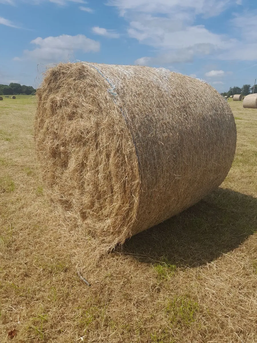 Hay
