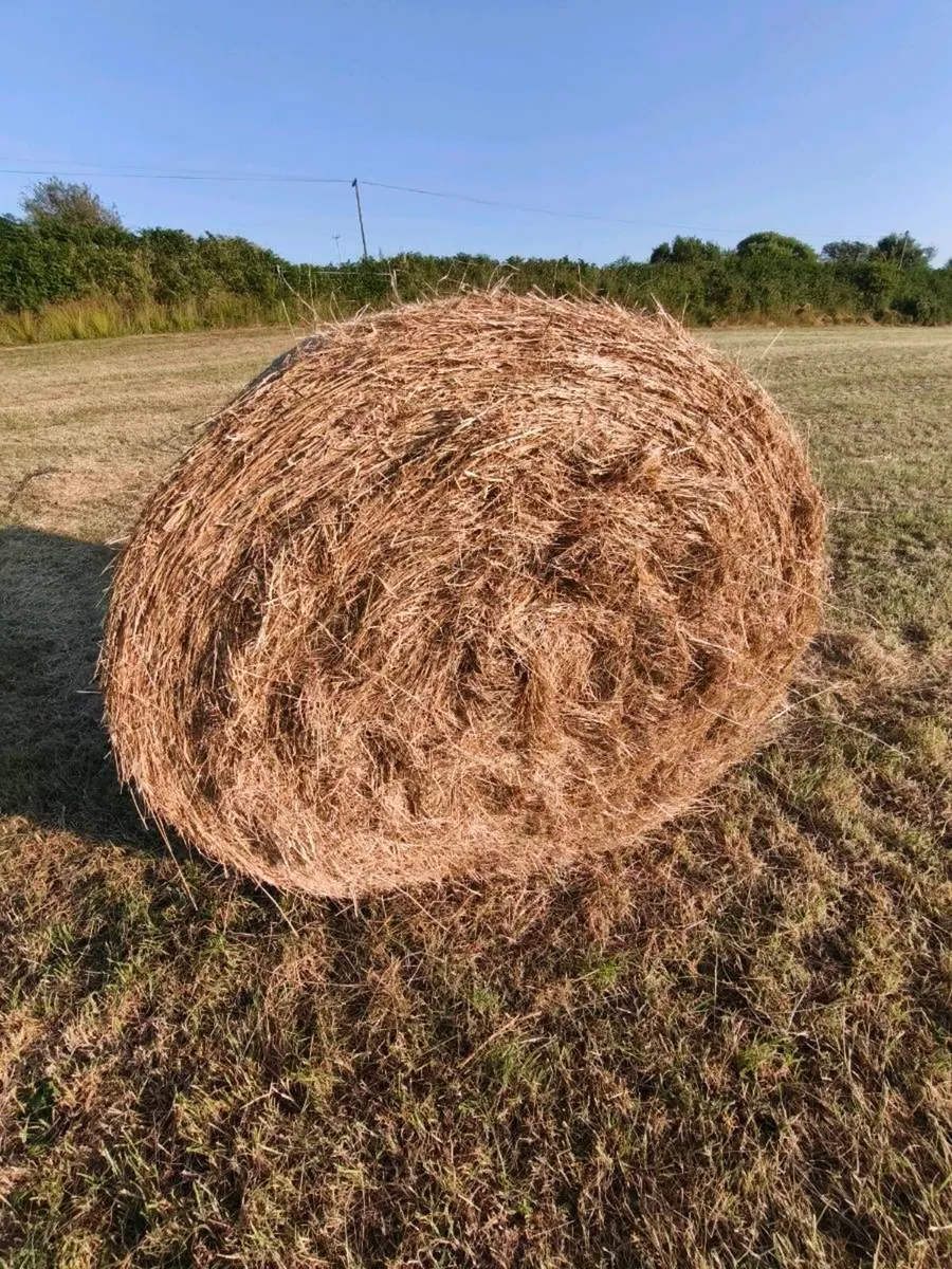 Hay suitable for Horses & Alpacas - Image 1