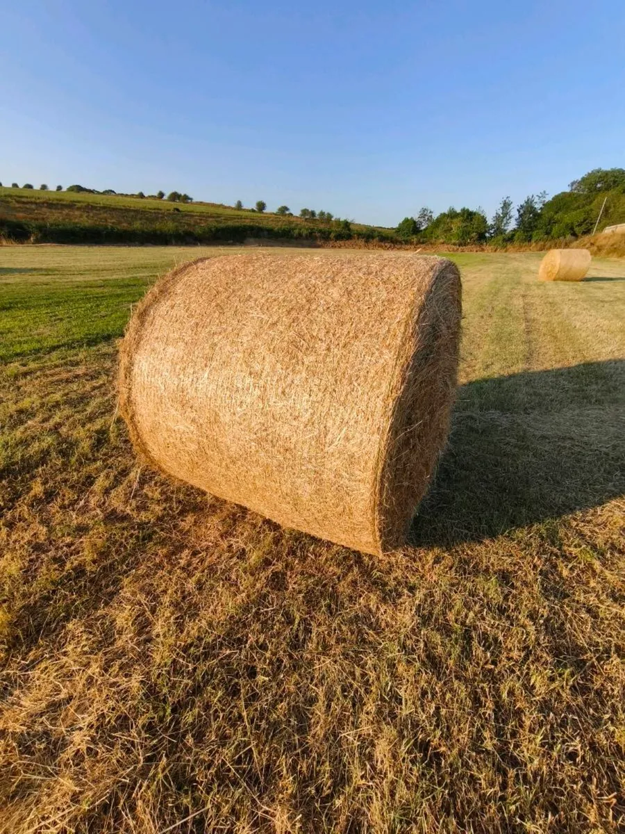 Hay suitable for Horses & Alpacas - Image 2