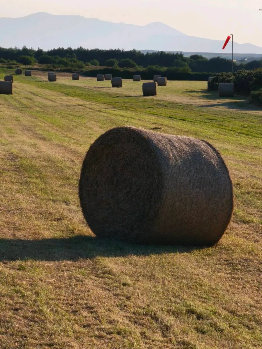 Hay suitable for Horses & Alpacas - Image 3