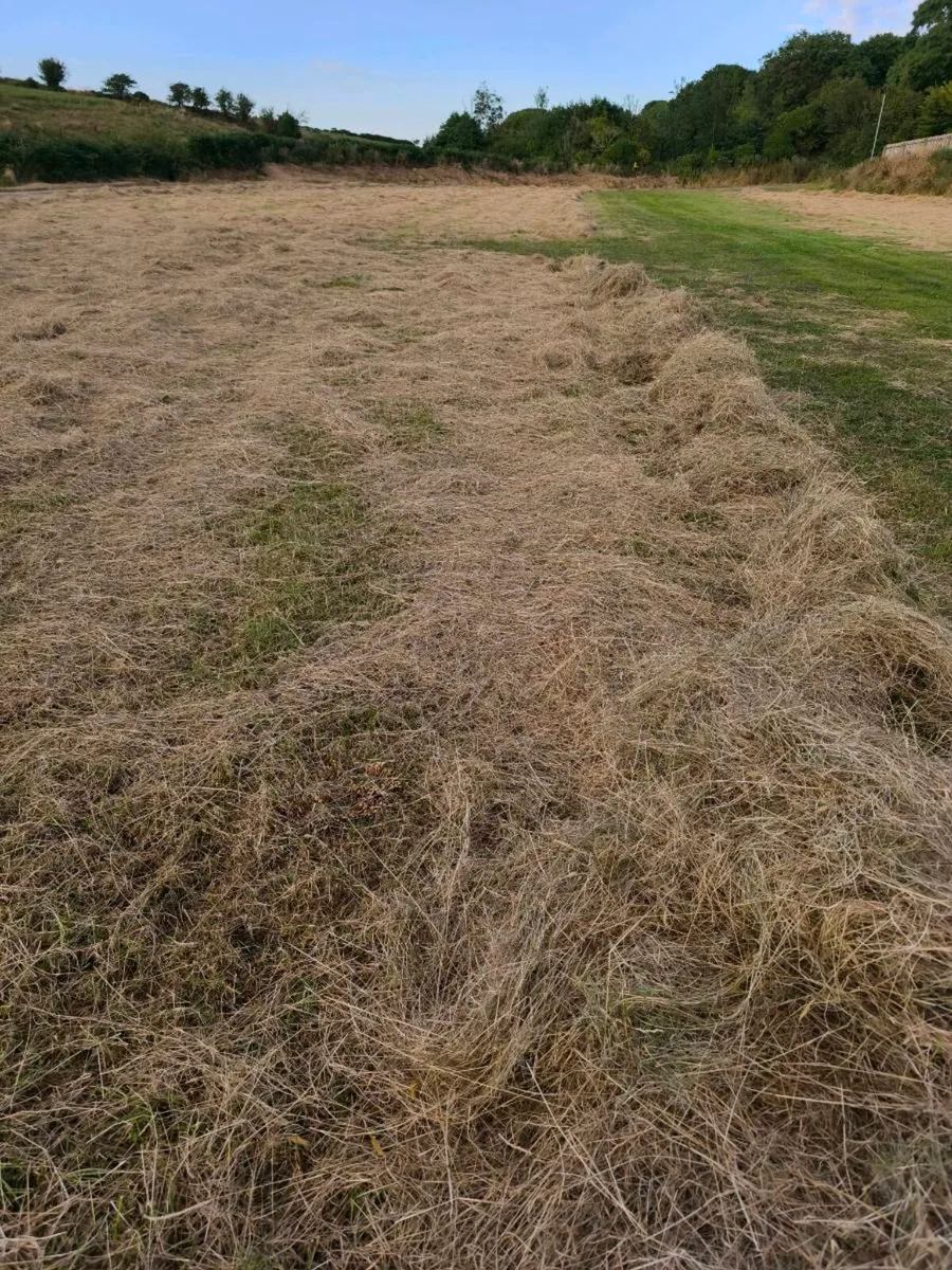 Hay suitable for Horses & Alpacas - Image 4