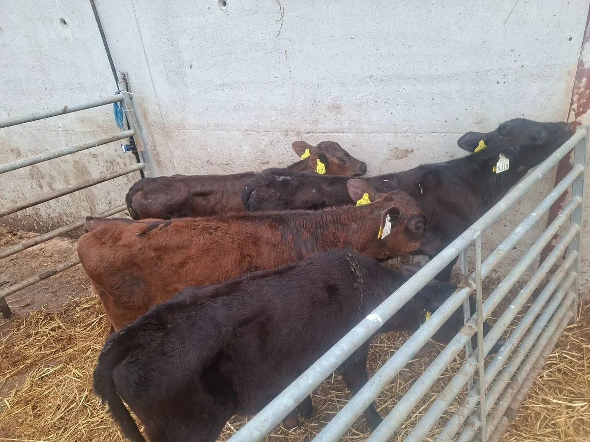 Aberdeen Angus runners - Image 1