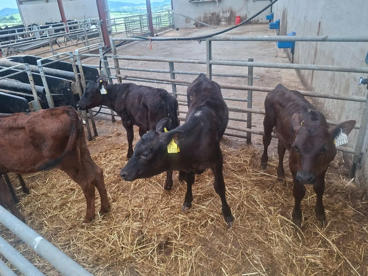 Aberdeen Angus runners - Image 2