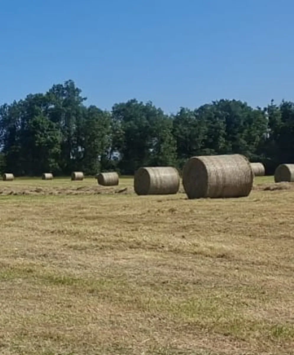 Hay for sale