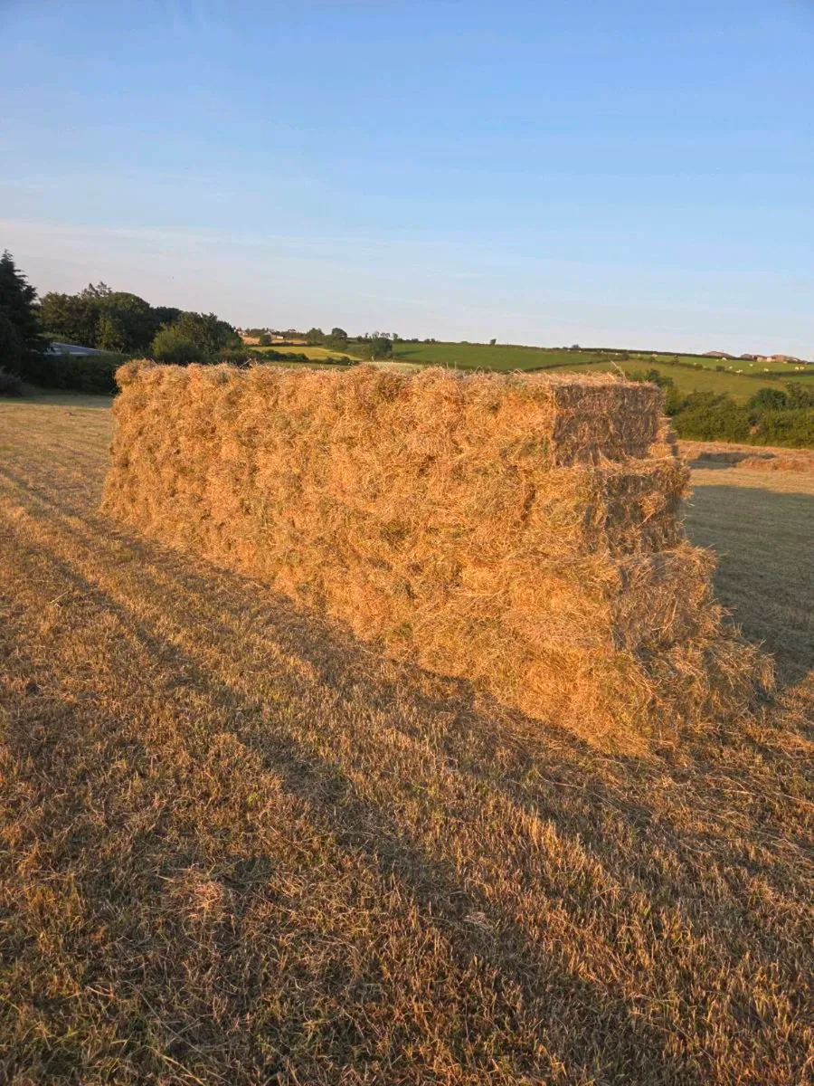 Hay - Image 1