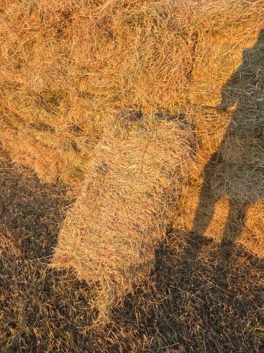 Hay - Image 2