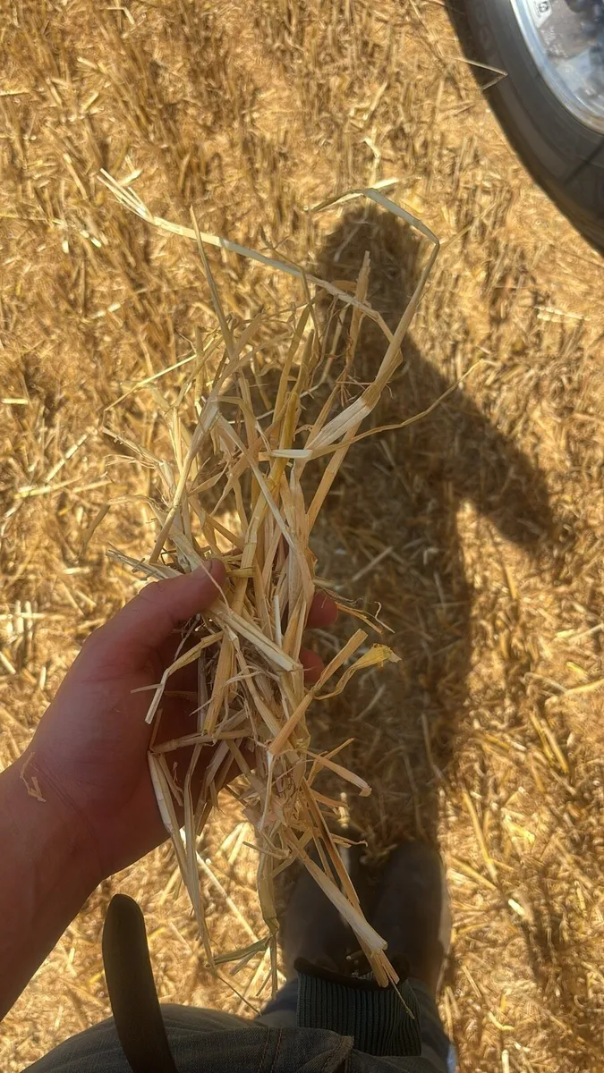 Straw & Hay 8x4x4 8x4x3 - Image 2