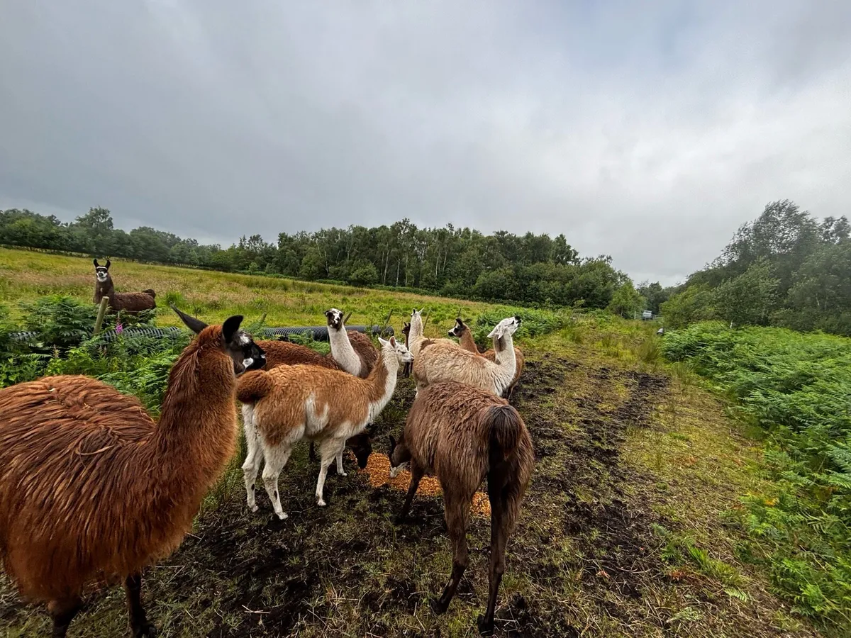 Llamas for sale - Image 1
