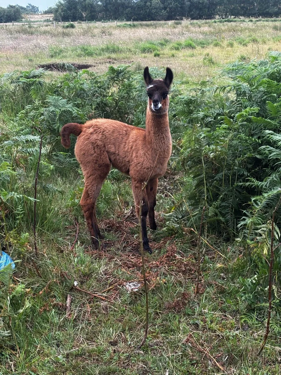 Llamas for sale - Image 2