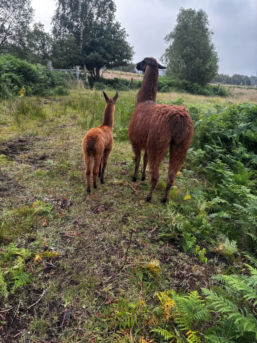 Llamas for sale - Image 3