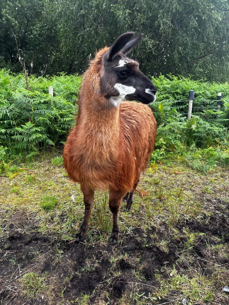 Llamas for sale - Image 4