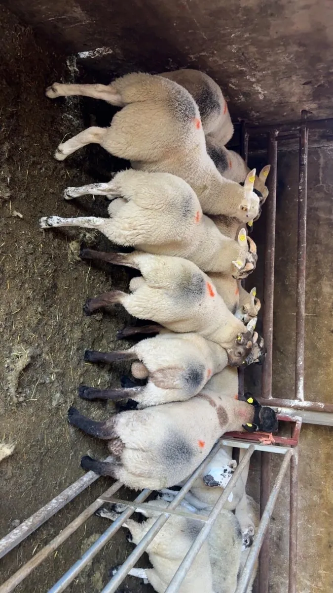 Lambs - Image 1