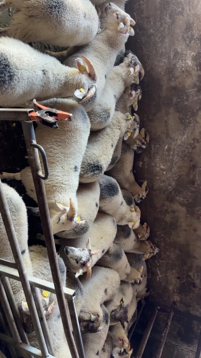Lambs - Image 2