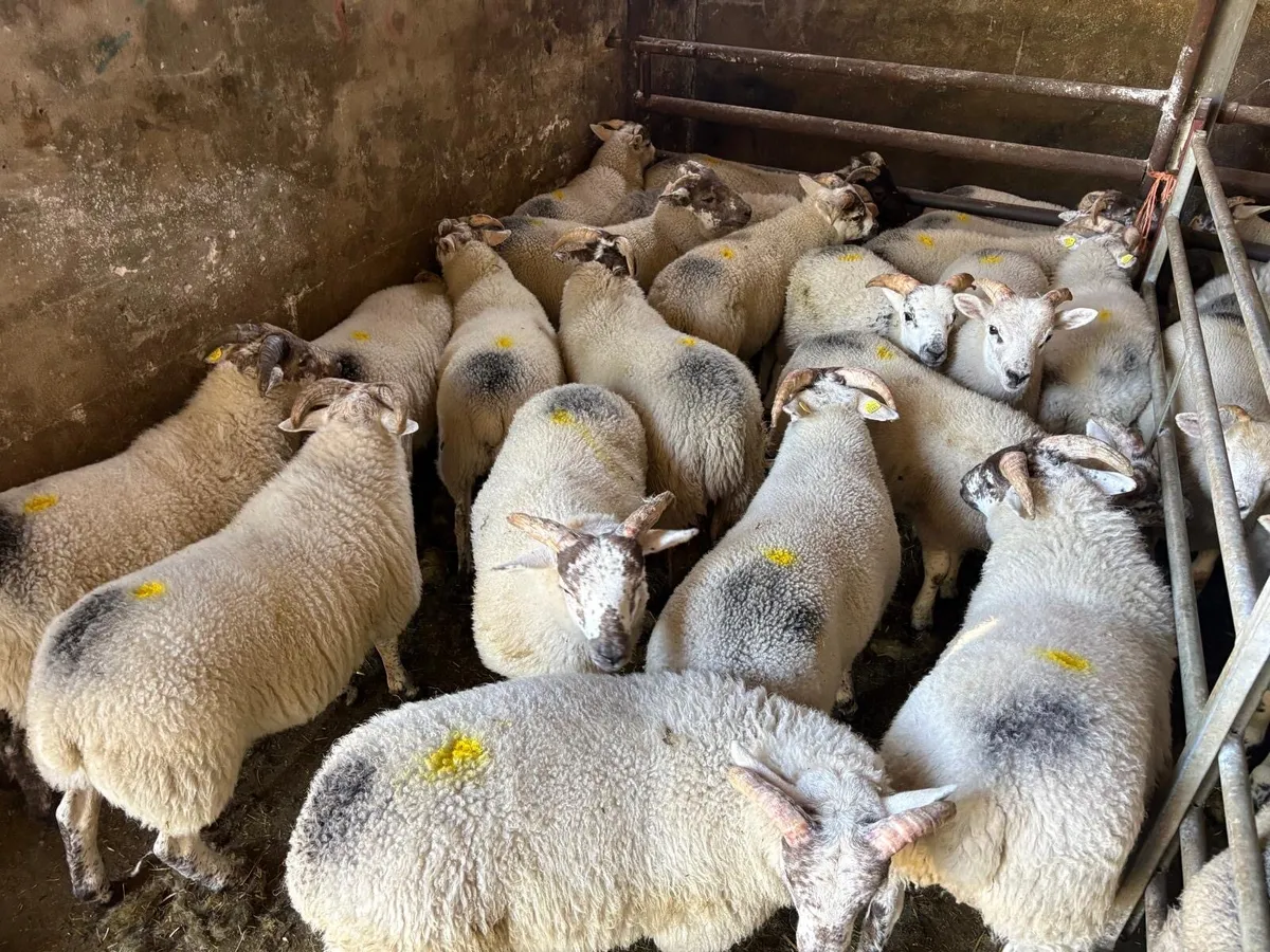 Lambs - Image 3