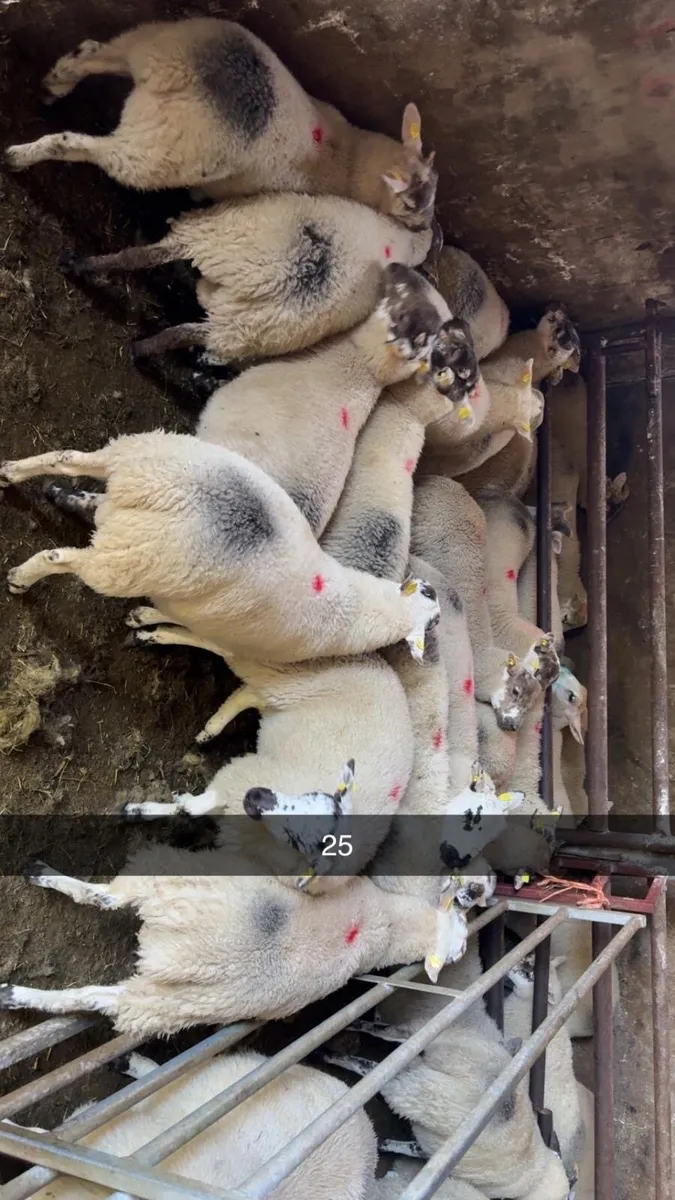 Lambs - Image 4