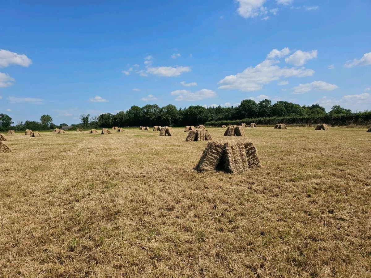 Square bales of hay - Image 1