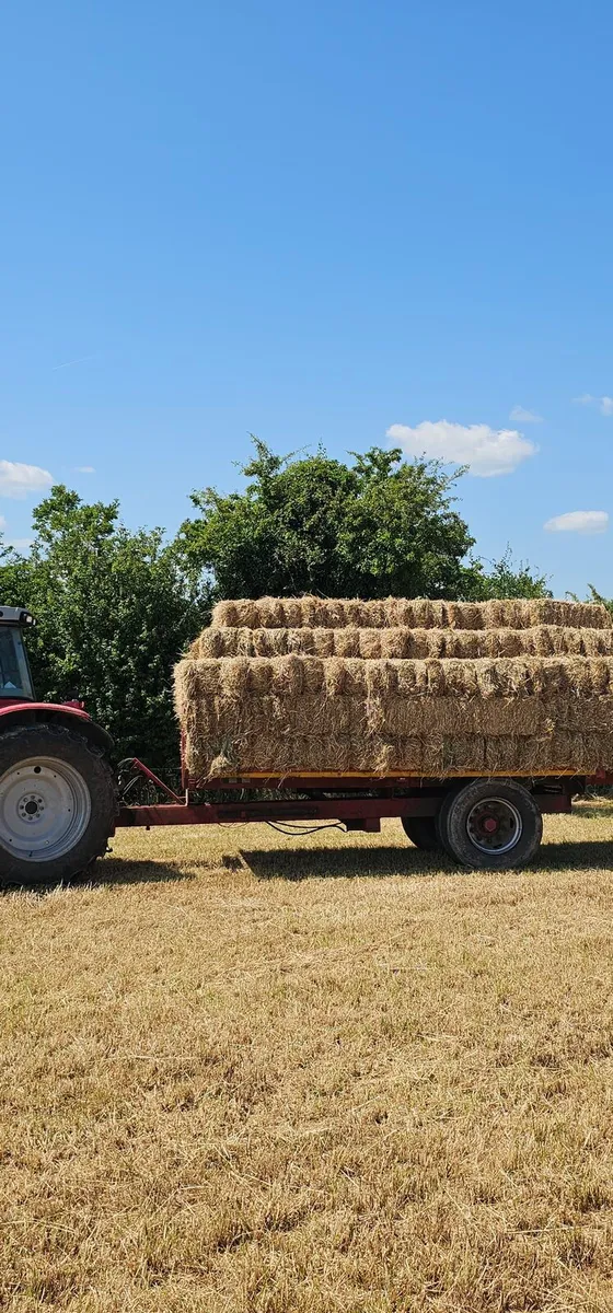 Square bales of hay - Image 2