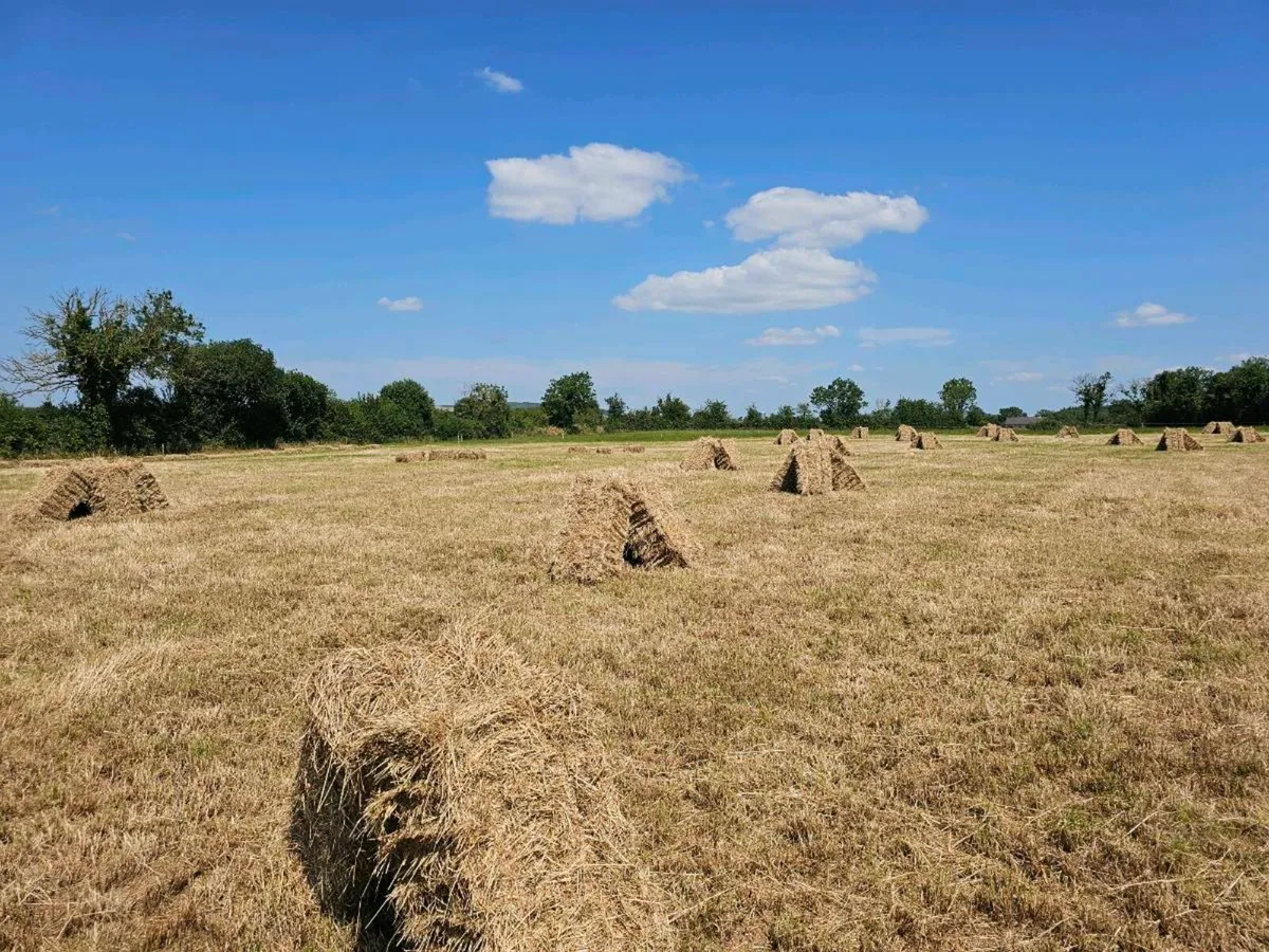 Square bales of hay - Image 3