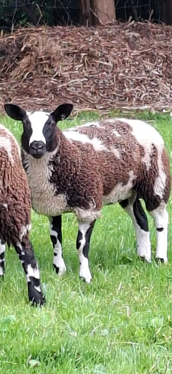Ewe lamb - Image 1
