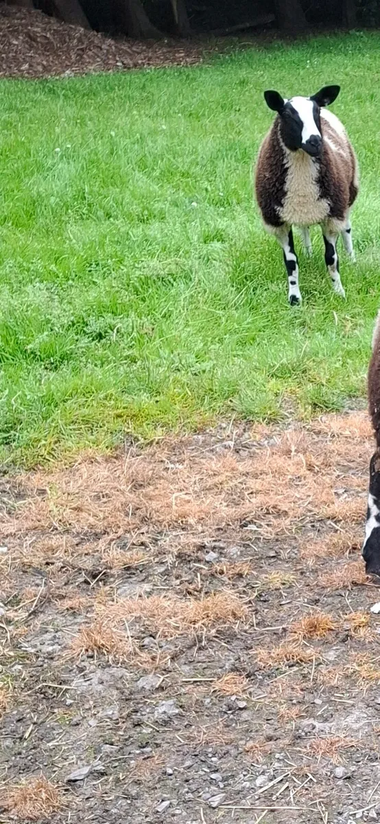 Ewe lamb - Image 2