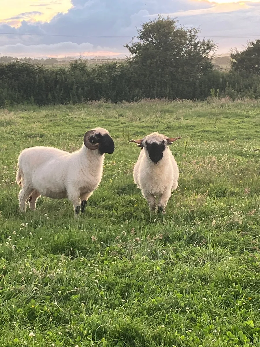 Valais blacknose sheep