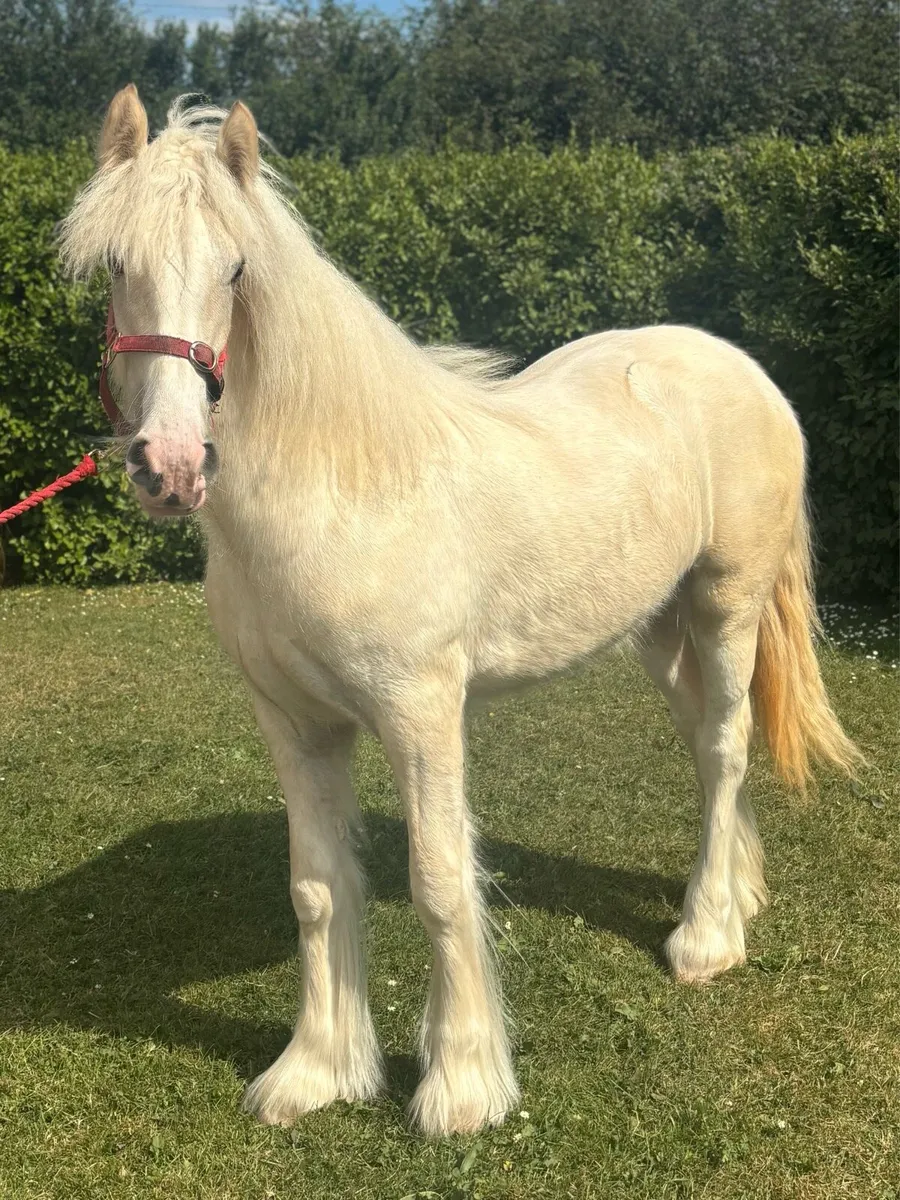 Exceptional palomino Yerling Filly - Image 2