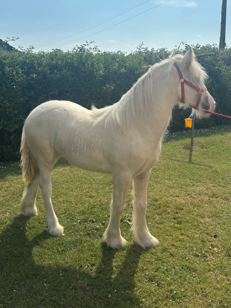 Exceptional palomino Yerling Filly - Image 3