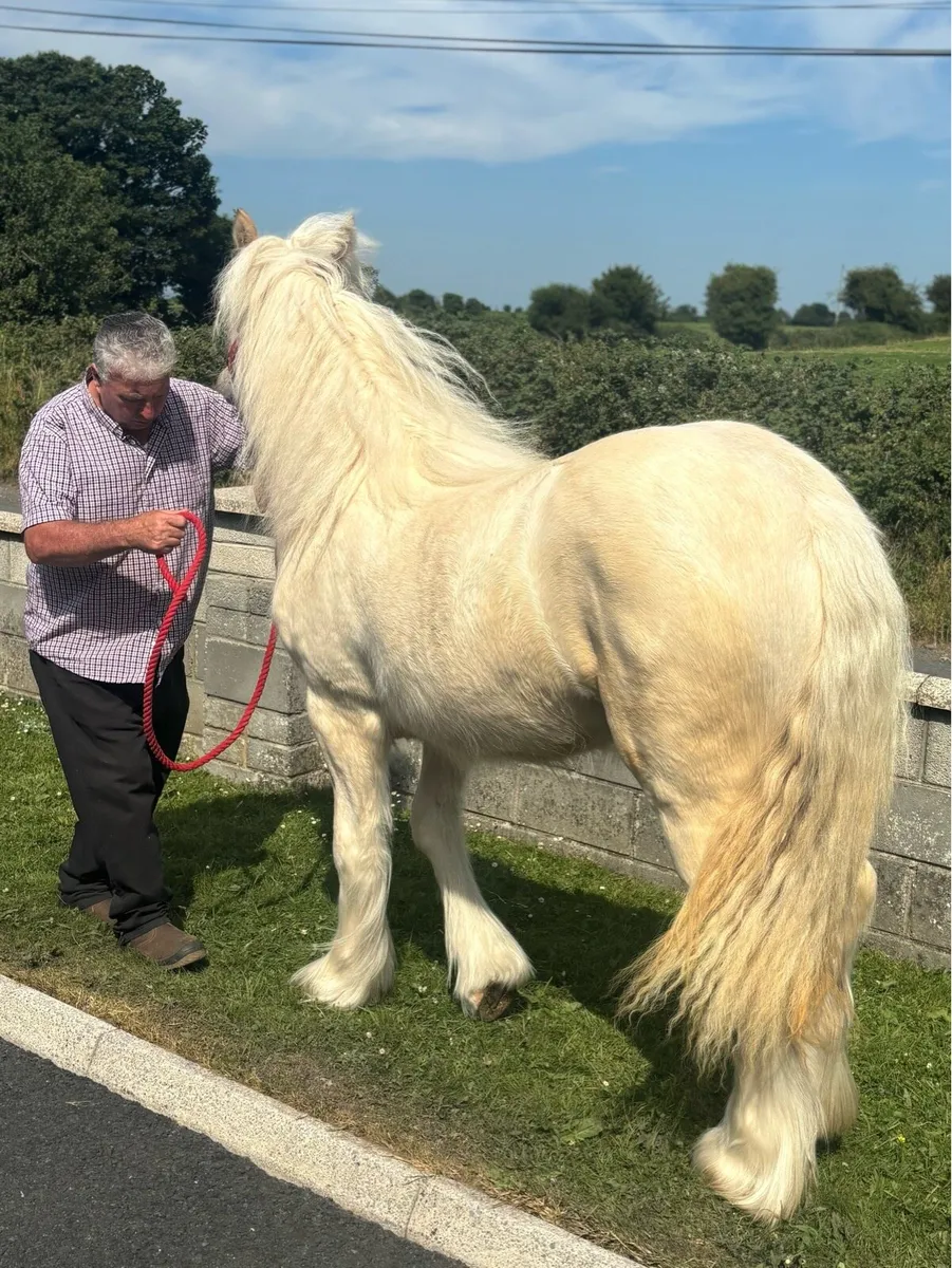 Exceptional palomino Yerling Filly - Image 4