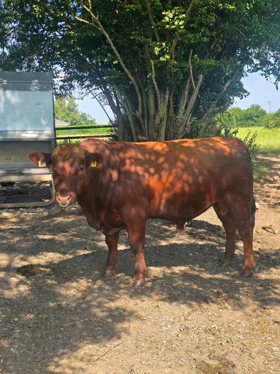 Red angus