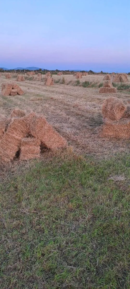 Hay bales €3 off the field - Image 2