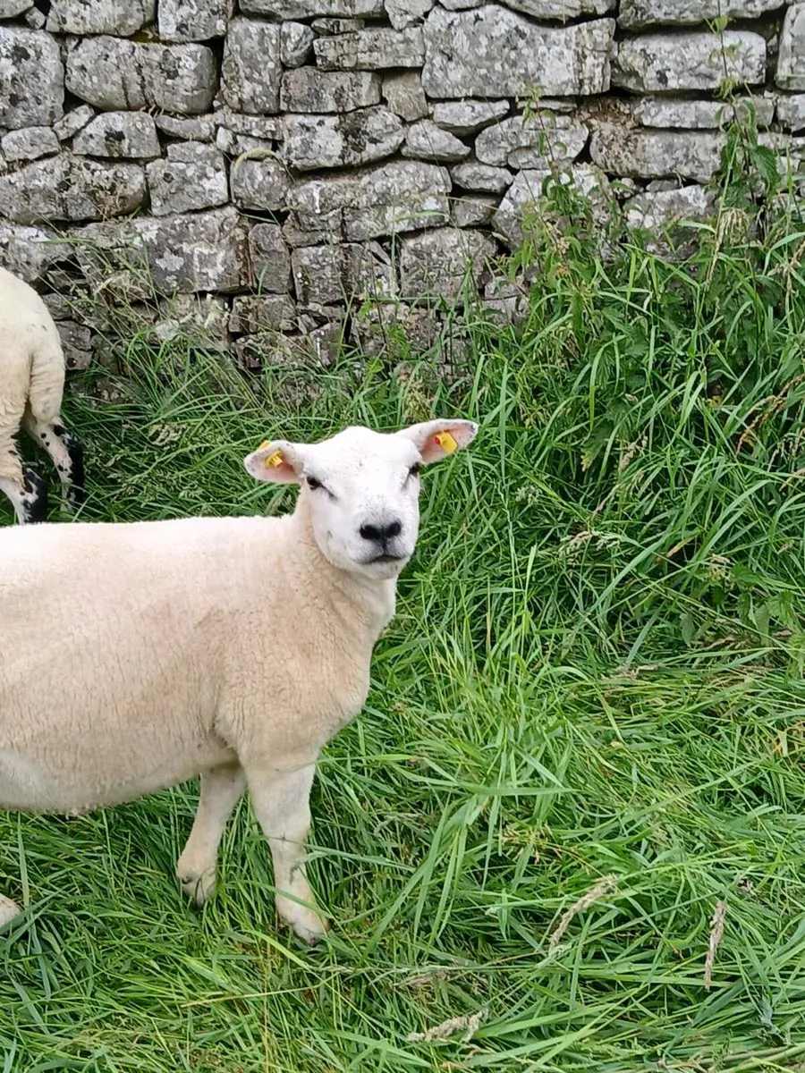 Hoggets - Image 1