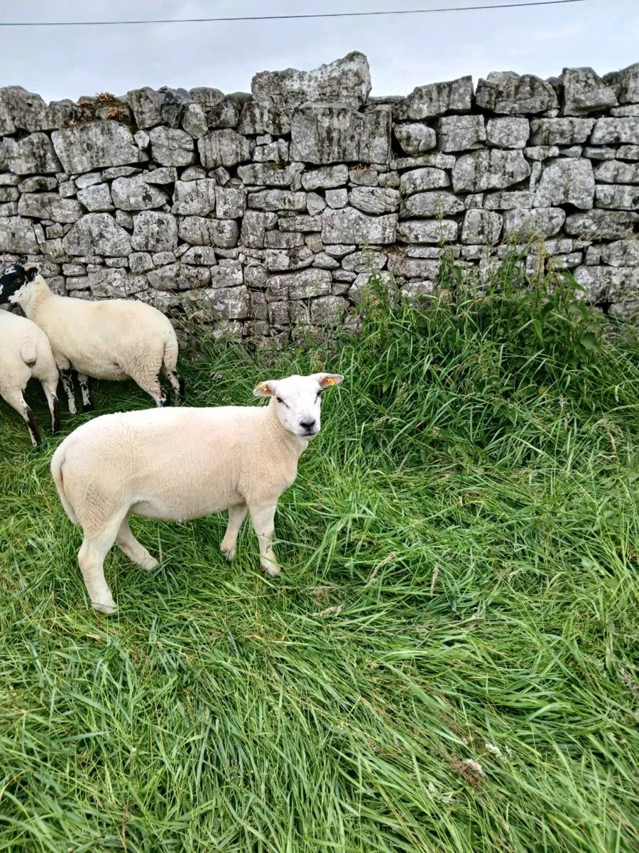 Hoggets - Image 2