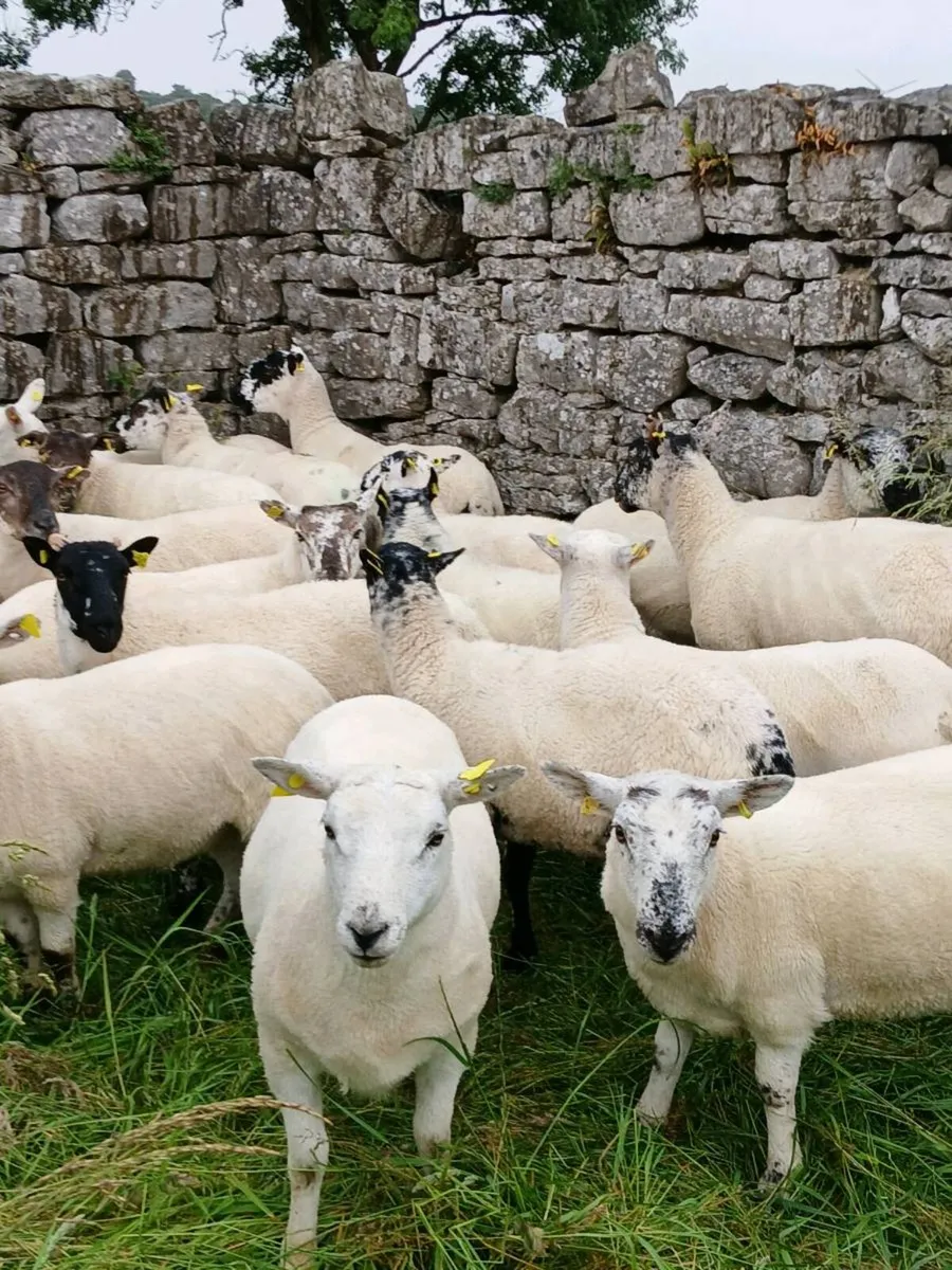Hoggets - Image 3