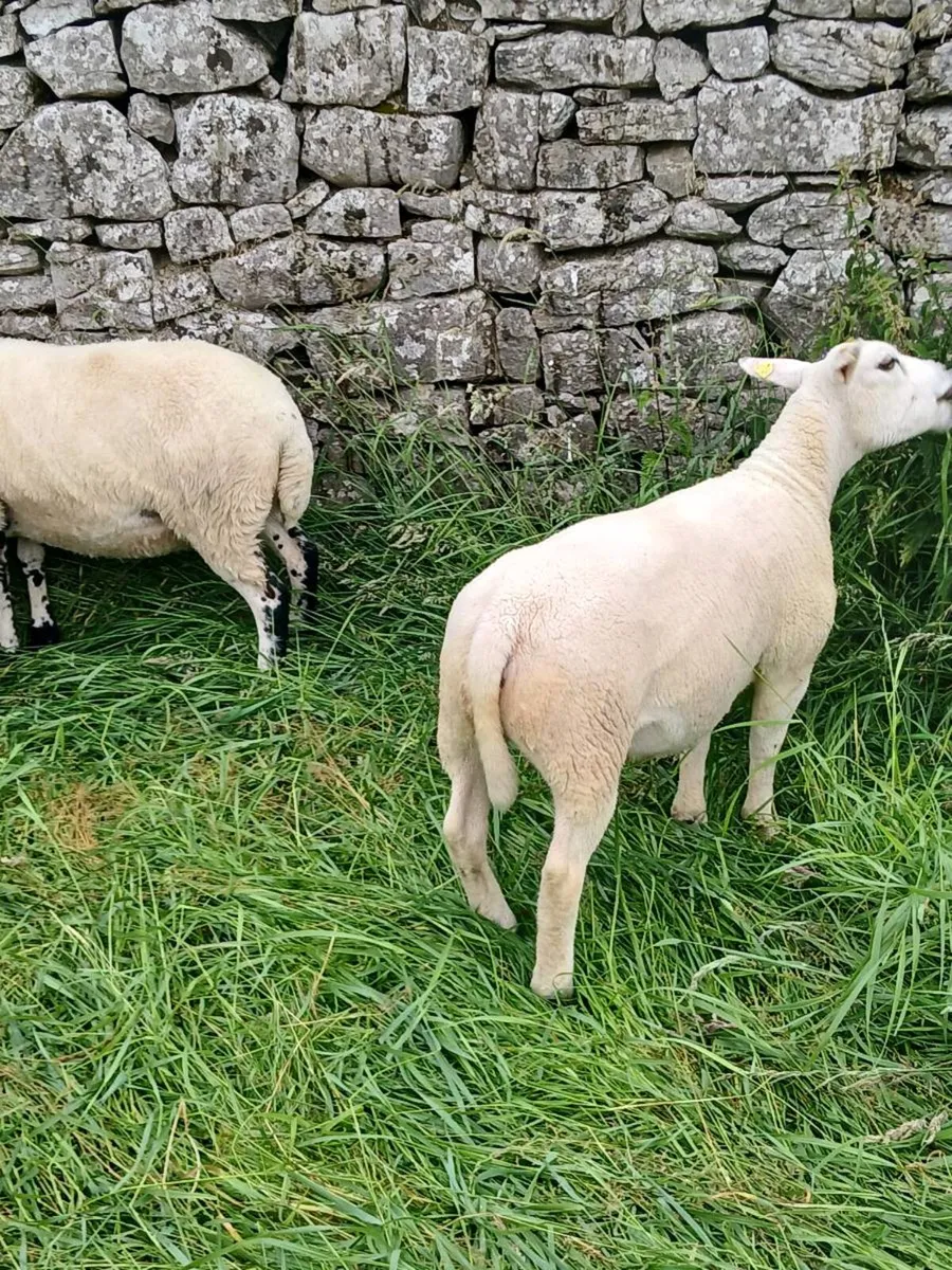 Hoggets - Image 4