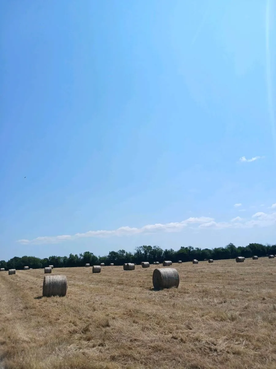 Hay - Image 4