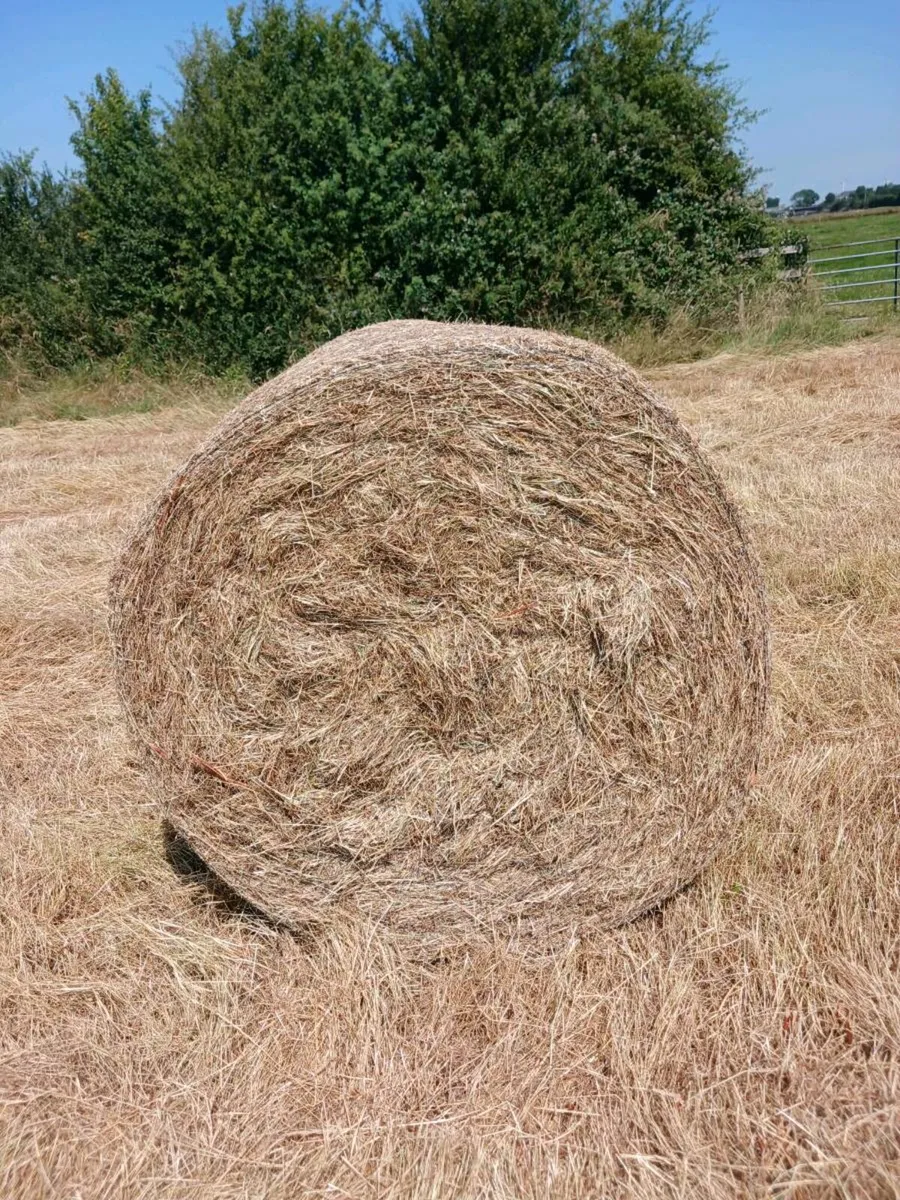 Hay - Image 1