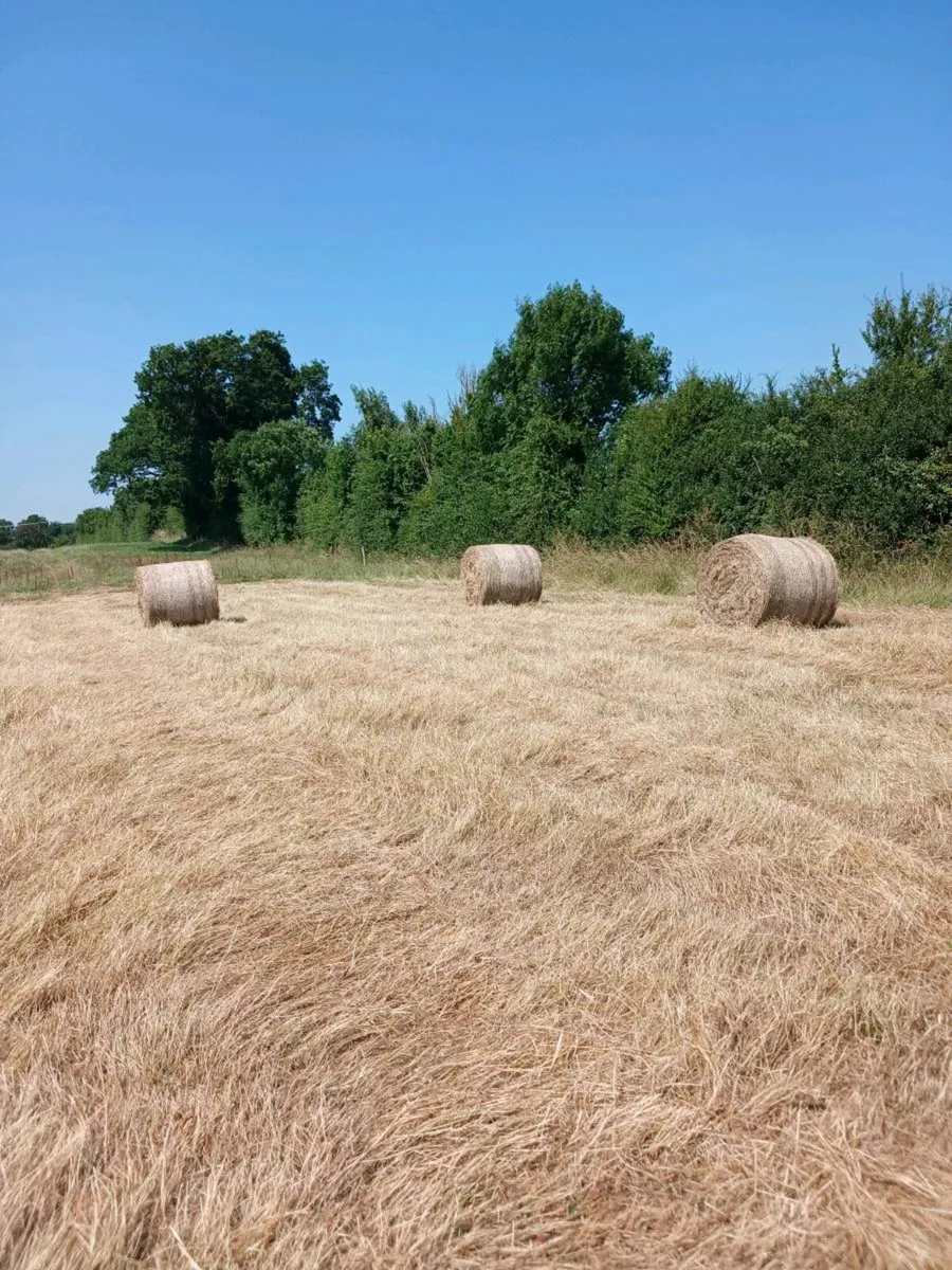 Hay - Image 2