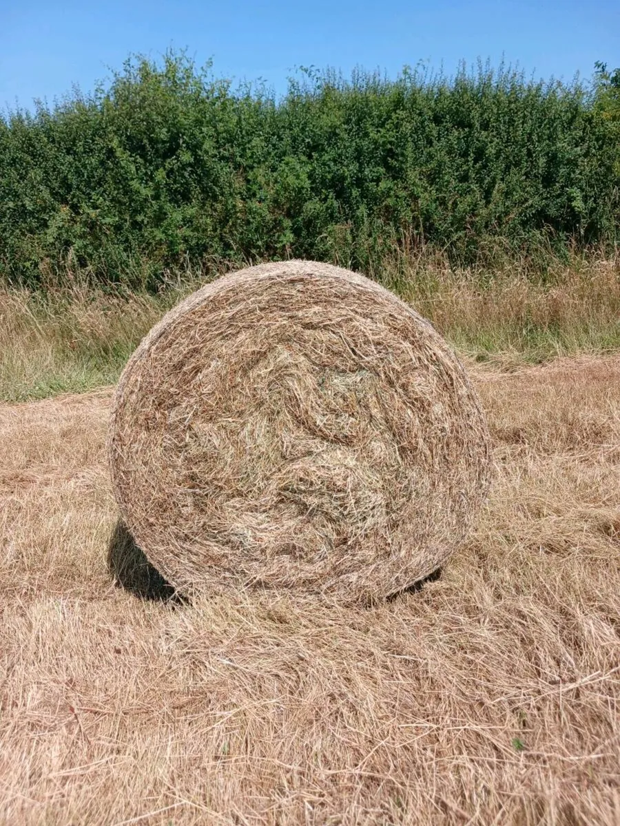 Hay - Image 3