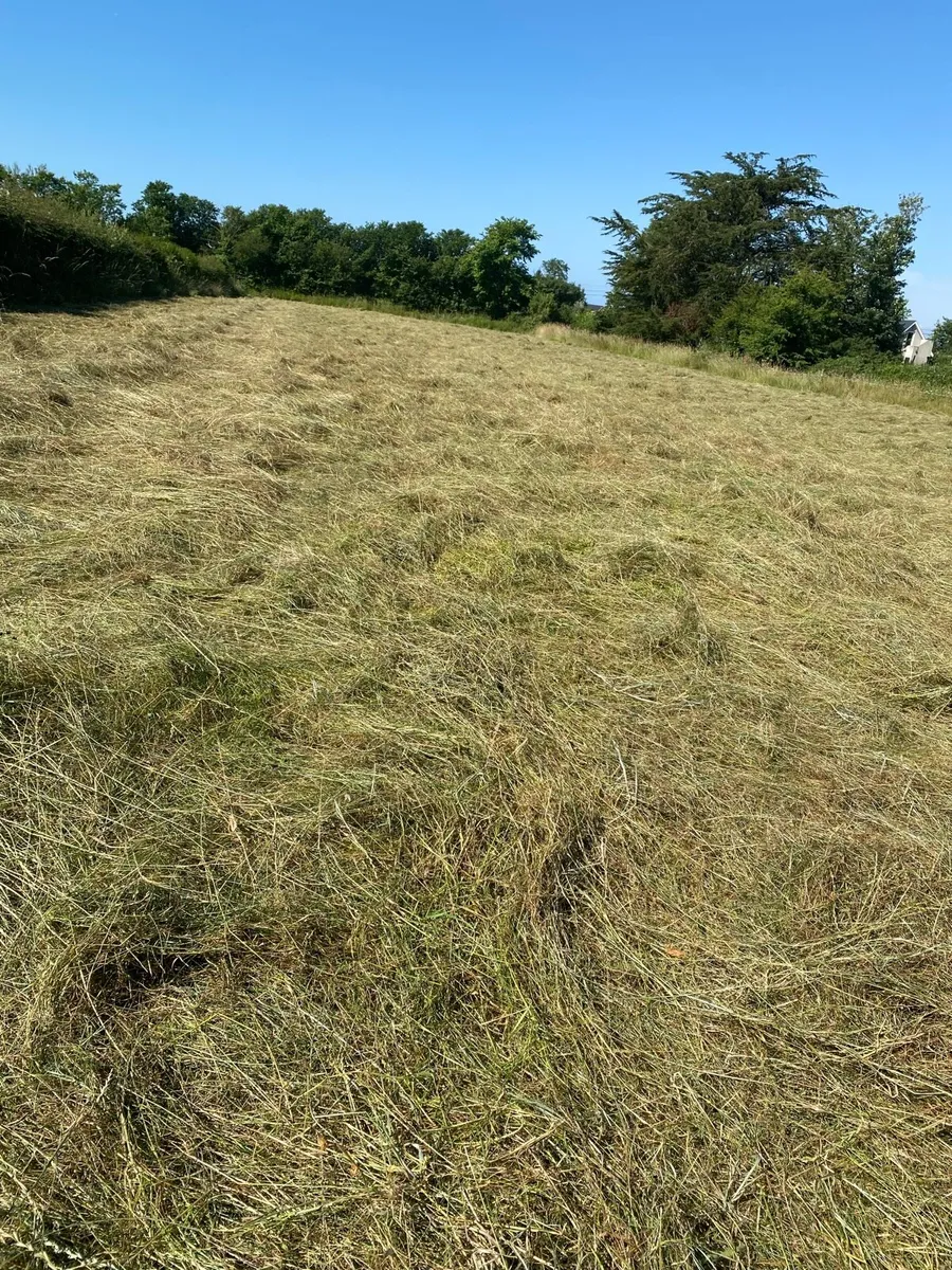 First crop hay - Image 2
